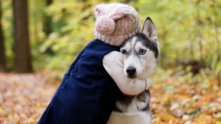 ペット（犬とか）を飼っている人たちは裕福に見えたりもしますので…